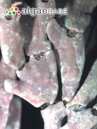 Amphiroa foliacea J.V.Lamouroux