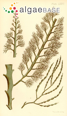 Cystophora moniliformis (Esper) Womersley & Nizamuddin