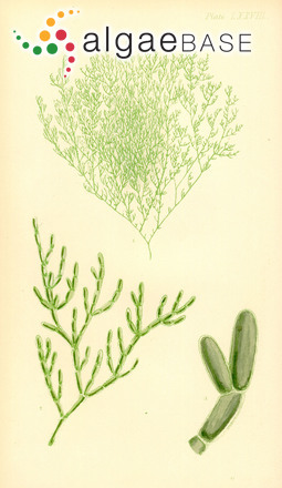 Cladophora valonioides (Sonder) Kützing