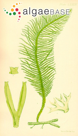 Caulerpa flexilis J.V.Lamouroux ex C.Agardh
