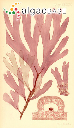 Rhodymenia wilsonis (Sonder) G.W.Saunders