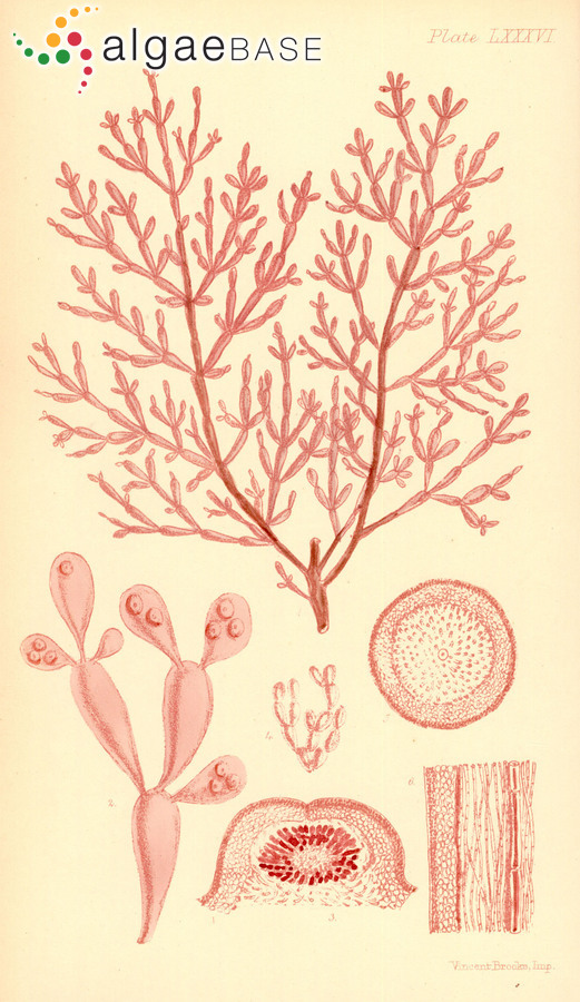 Erythroclonium sonderi Harvey