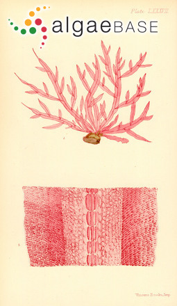 Hypoglossum heterocystideum (J.Agardh) J.Agardh