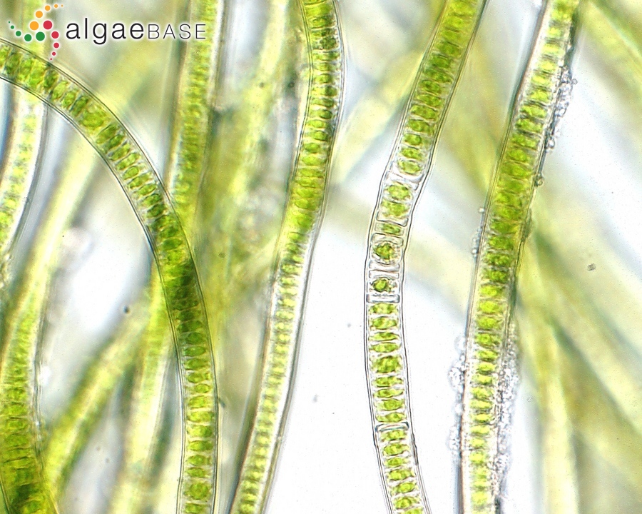 Rosenvingiella radicans (Kützing) Rindi, L.M.McIvor & Guiry