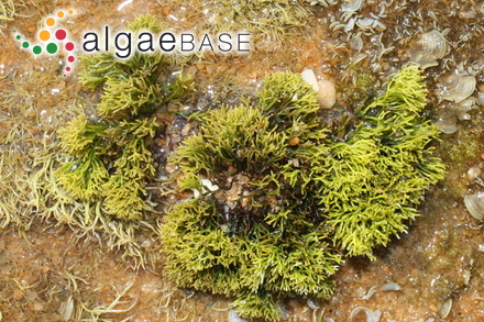 Ahnfeltiopsis pygmaea (J.Agardh) P.C.Silva & DeCew