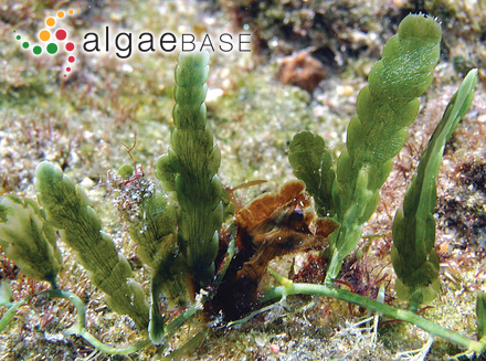 Caulerpa denticulata var. intermedia (Weber Bosse) M.J.Wynne