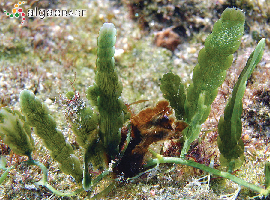 Caulerpa denticulata var. intermedia (Weber Bosse) M.J.Wynne