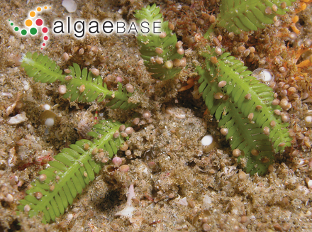 Caulerpa taxifolia f. asplenoides (Greville) Weber Bosse