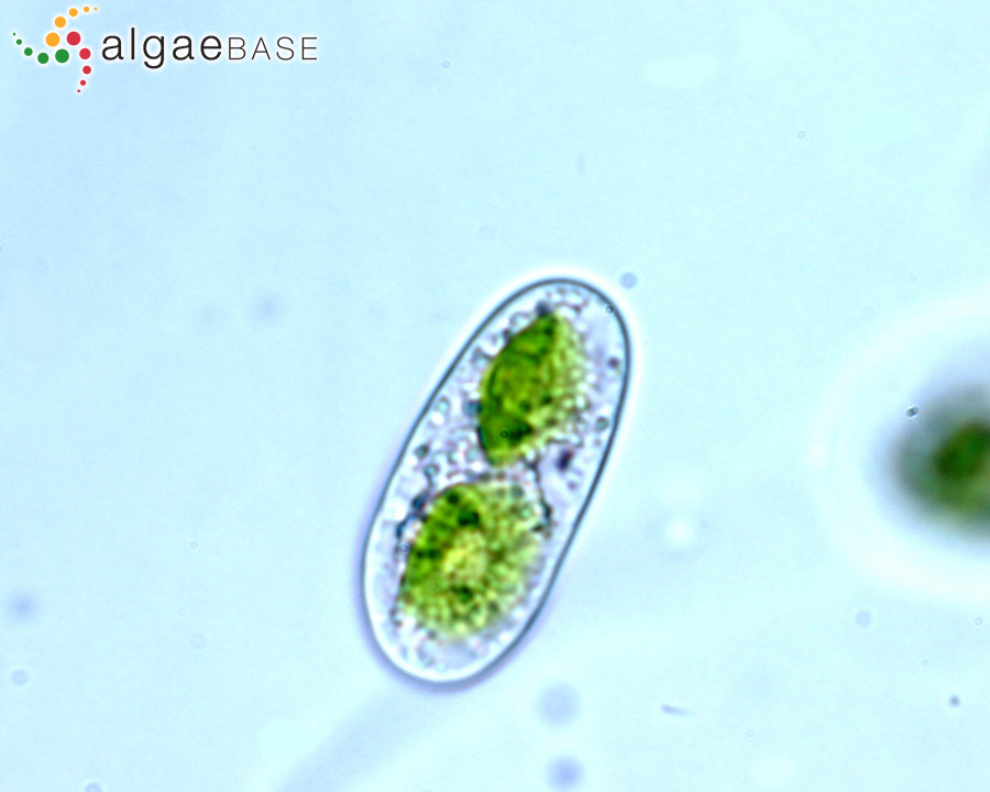 Mesotaenium macrococcum (Kützing) J.Roy & Bisset