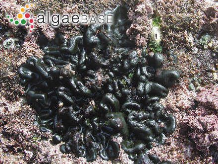 Aglaothamnion collinsii Aponte, D.L.Ballantine & J.N.Norris