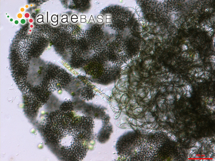 Microcystis aeruginosa (Kützing) Kützing