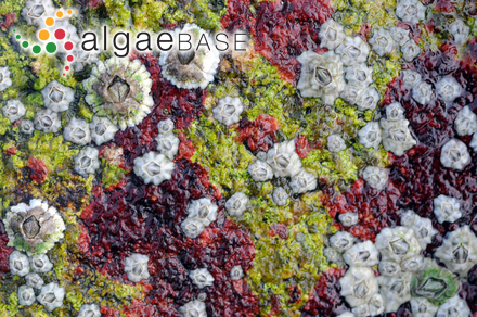 Hildenbrandia rubra (Sommerfelt) Meneghini