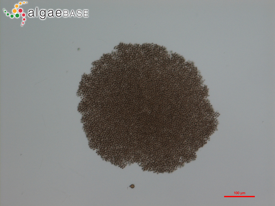 Microcystis flos-aquae (Wittrock) Kirchner