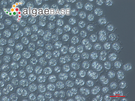 Microcystis flos-aquae (Wittrock) Kirchner