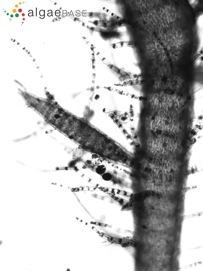 Spyridia fusiformis Børgesen