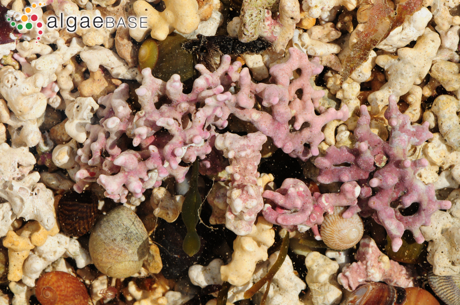 Lithothamnion corallioides (P.Crouan & H.Crouan) P.Crouan & H.Crouan
