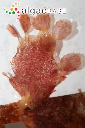 Martensia fragilis Harvey