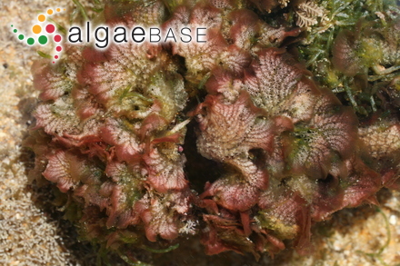 Vanvoorstia coccinea Harvey ex J.Agardh