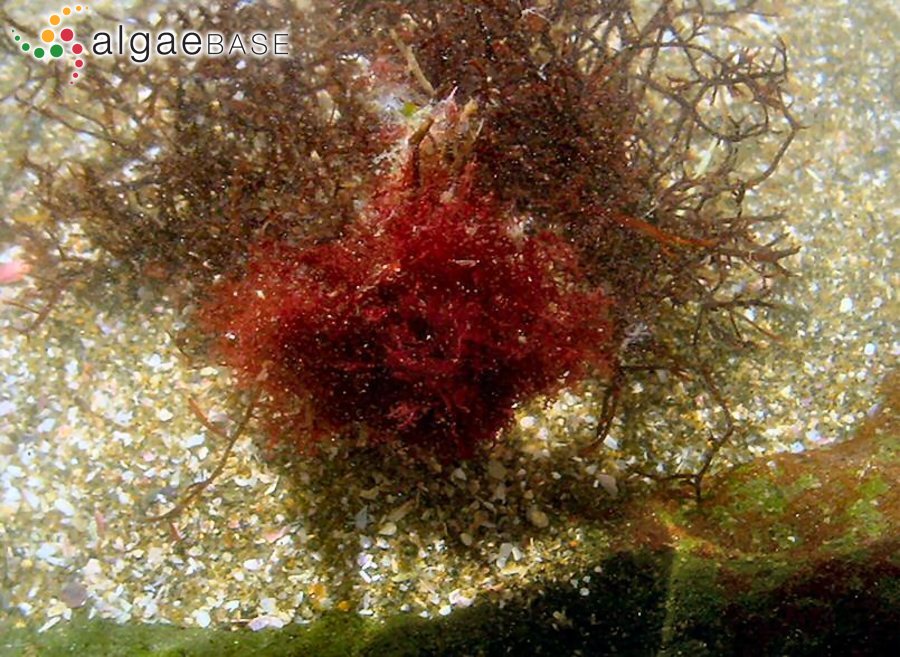 Plocamium recurvatum Okamura