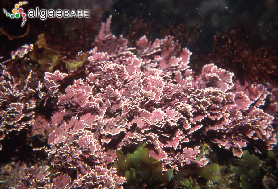 Corallina crassisima (Yendo) K.Hind & G.W.Saunders