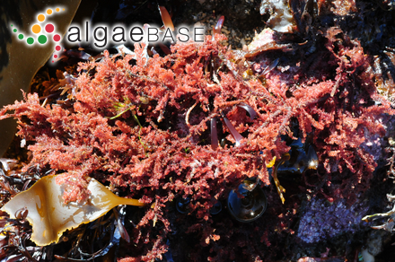 Heterosiphonia plumosa (J.Ellis) Batters