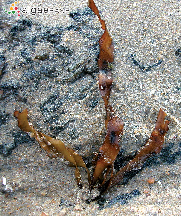 Petalonia binghamiae (J.Agardh) K.L.Vinogradova