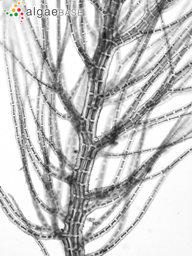Murrayella periclados (C.Agardh) F.Schmitz