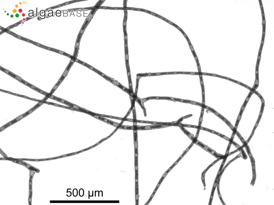 Pseudorhizoclonium africanum (Kützing) Boedeker
