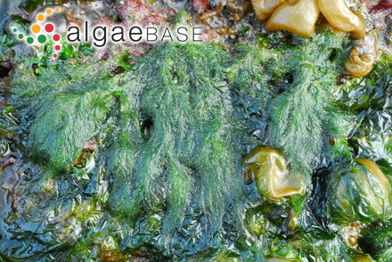 Spongomorpha aeruginosa (Linnaeus) C.Hoek