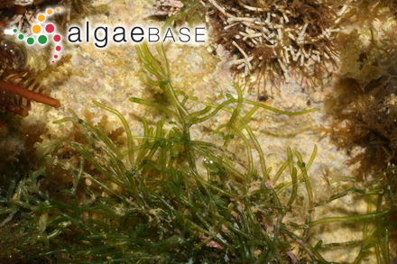 Valoniopsis pachynema (G.Martens) Børgesen