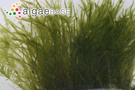 Caulerpa prolifera f. zosterifolia Børgesen