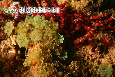 Caulerpa andamanensis (W.R.Taylor) Draisma, Prudhomme & Sauvage