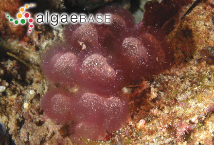 Gibsmithia hawaiiensis Doty