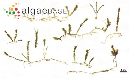 Caulerpa racemosa var. cylindracea (Sonder) Verlaque, Huisman & Boudouresque