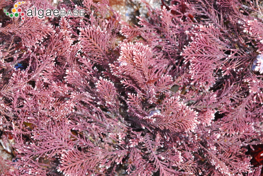Corallina officinalis Linnaeus