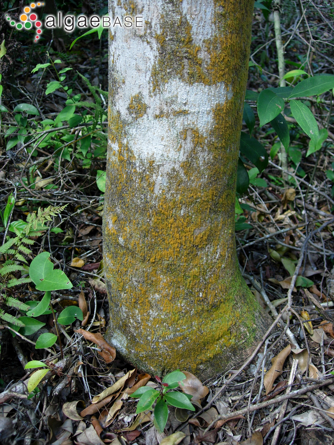 Trentepohlia arborum (C.Agardh) Hariot