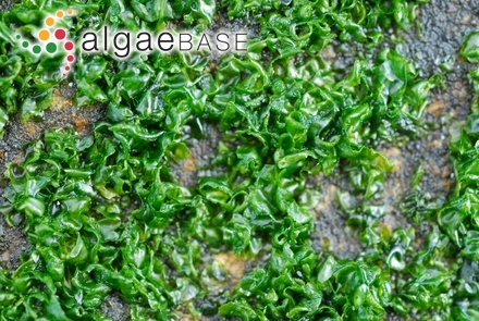 Scageliopsis patens E.M.Wollaston