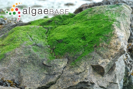 Carpophyllum flexuosum (Esper) Greville