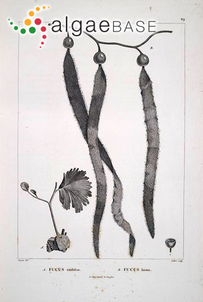 Caulerpa vitifolia (Bonpland) J.V.Lamouroux