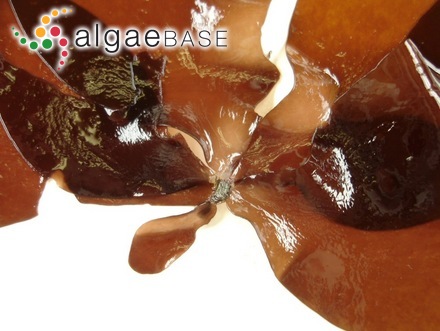 Grateloupia lanceola (J.Agardh) J.Agardh