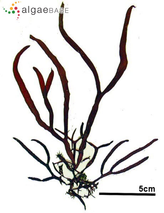 Gloiopeltis furcata (Postels & Ruprecht) J.Agardh