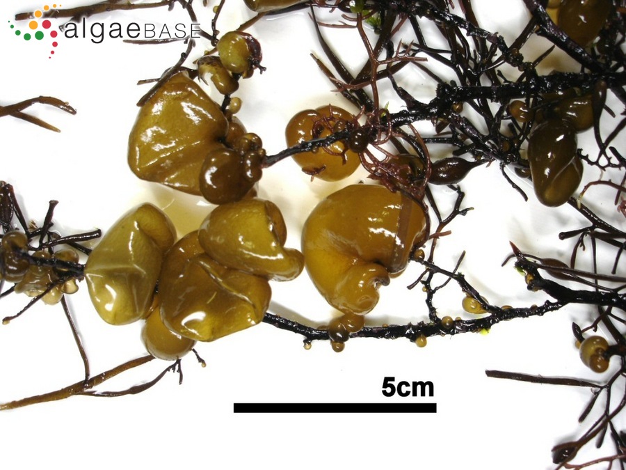 Colpomenia sinuosa (Mertens ex Roth) Derbès & Solier