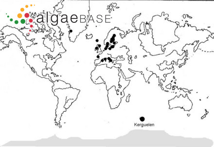 Tolypella antarctica (A.Braun) R.Corillion