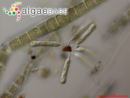 Ophiocytium arbuscula (A.Braun ex Kützing) Sande Lacoste & Suringar
