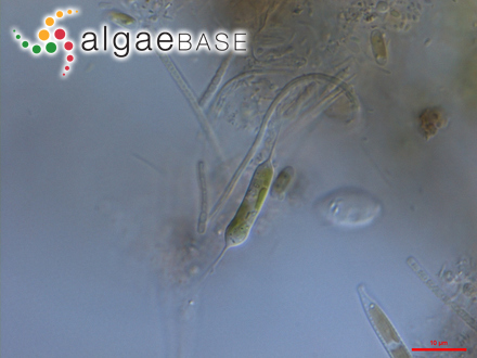 Gigartina decipiens (J.D.Hooker & Harvey) J.D.Hooker & Harvey