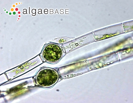 Oedogonium braunii Kützing ex Hirn