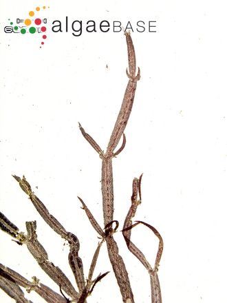 Caloglossa ogasawaraensis Okamura