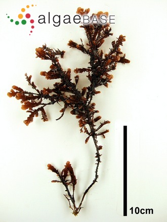 Gelidium japonicum (Harvey) Okamura