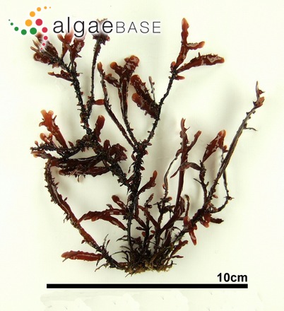 Gelidium japonicum (Harvey) Okamura