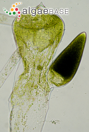 Codium fragile (Suringar) Hariot